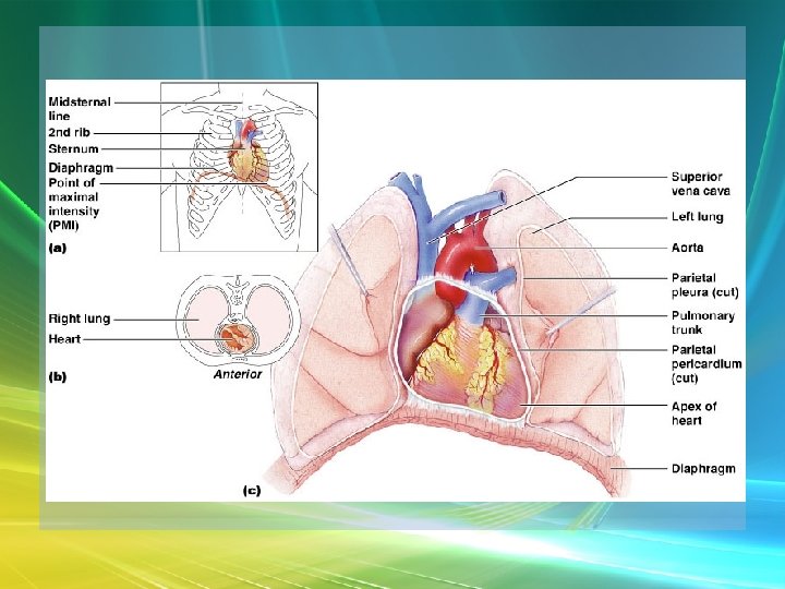  • Position & Size of Heart 