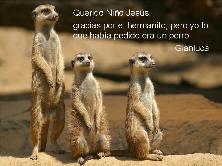 Querido Niño Jesús, gracias por el hermanito, pero yo lo que había pedido era