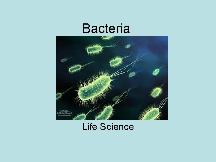 Bacteria Life Science 