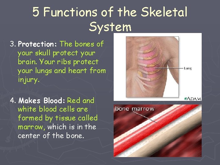 Skeletal System 5 Functions of the Skeletal System
