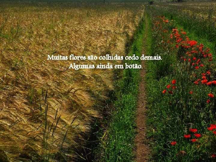 Muitas flores são colhidas cedo demais. Algumas ainda em botão. 