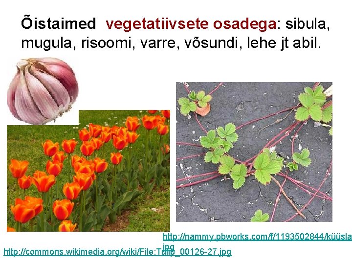 Õistaimed vegetatiivsete osadega: sibula, mugula, risoomi, varre, võsundi, lehe jt abil. http: //nammy. pbworks.