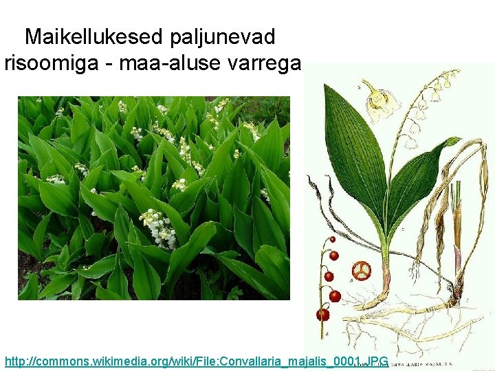 Maikellukesed paljunevad risoomiga - maa-aluse varrega http: //commons. wikimedia. org/wiki/File: Convallaria_majalis_0001. JPG 