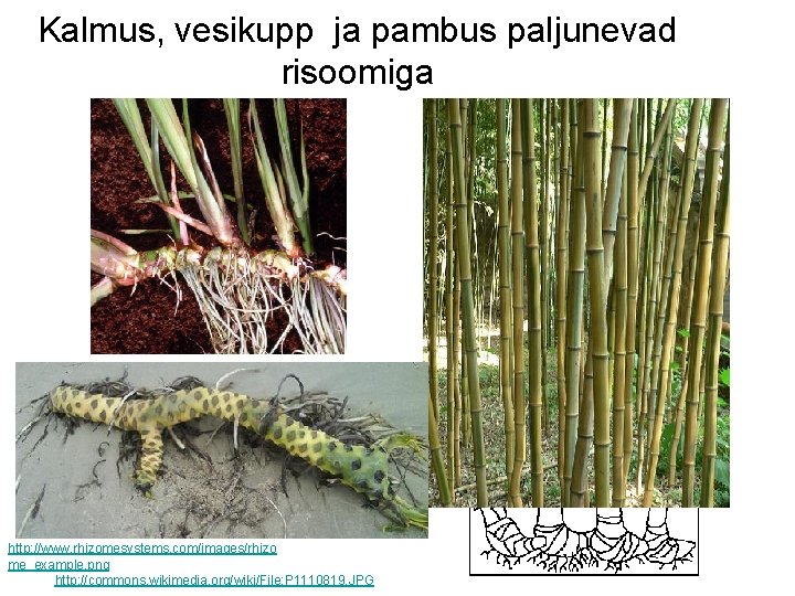 Kalmus, vesikupp ja pambus paljunevad risoomiga http: //www. rhizomesystems. com/images/rhizo me_example. png http: //commons.