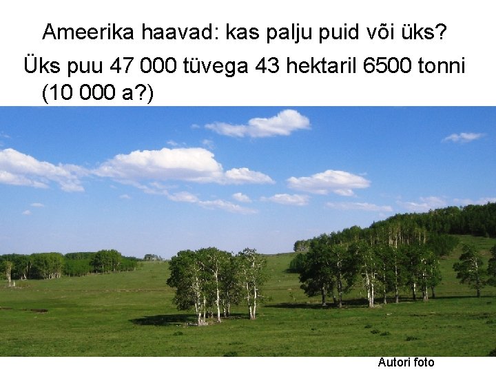 Ameerika haavad: kas palju puid või üks? Üks puu 47 000 tüvega 43 hektaril