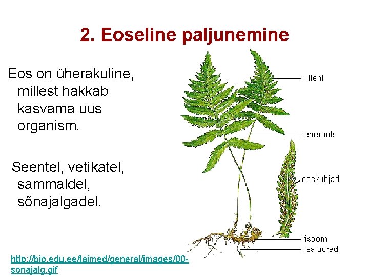 2. Eoseline paljunemine Eos on üherakuline, millest hakkab kasvama uus organism. Seentel, vetikatel, sammaldel,