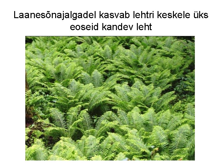 Laanesõnajalgadel kasvab lehtri keskele üks eoseid kandev leht 