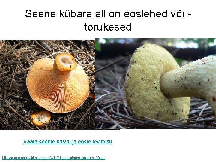 Seene kübara all on eoslehed või torukesed Vaata seente kasvu ja eoste levimist! http: