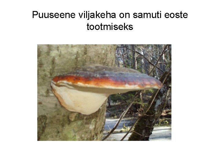 Puuseene viljakeha on samuti eoste tootmiseks Puuseene viljakeha on samuti eoste tootmiseks
