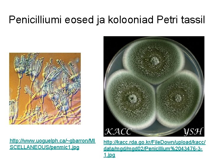 Penicilliumi eosed ja kolooniad Petri tassil http: //www. uoguelph. ca/~gbarron/MI SCELLANEOUS/penmic 1. jpg http: Penicilliumi eosed ja kolooniad Petri tassil http: //www. uoguelph. ca/~gbarron/MI SCELLANEOUS/penmic 1. jpg http: