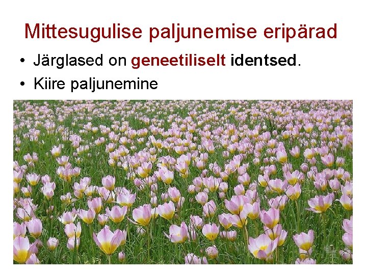 Mittesugulise paljunemise eripärad • Järglased on geneetiliselt identsed. • Kiire paljunemine Mittesugulise paljunemise eripärad • Järglased on geneetiliselt identsed. • Kiire paljunemine
