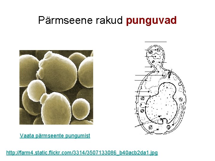 Pärmseene rakud punguvad Vaata pärmseente pungumist http: //farm 4. static. flickr. com/3314/3507133086_b 40 acb