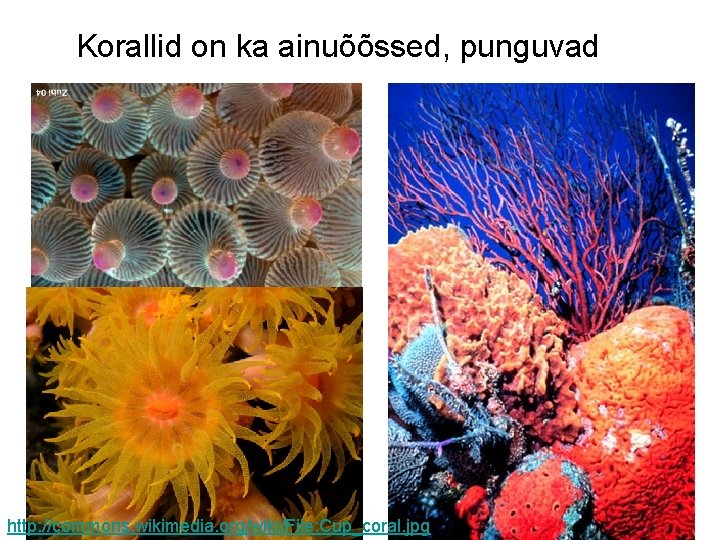 Korallid on ka ainuõõssed, punguvad http: //commons. wikimedia. org/wiki/File: Cup_coral. jpg Korallid on ka ainuõõssed, punguvad http: //commons. wikimedia. org/wiki/File: Cup_coral. jpg