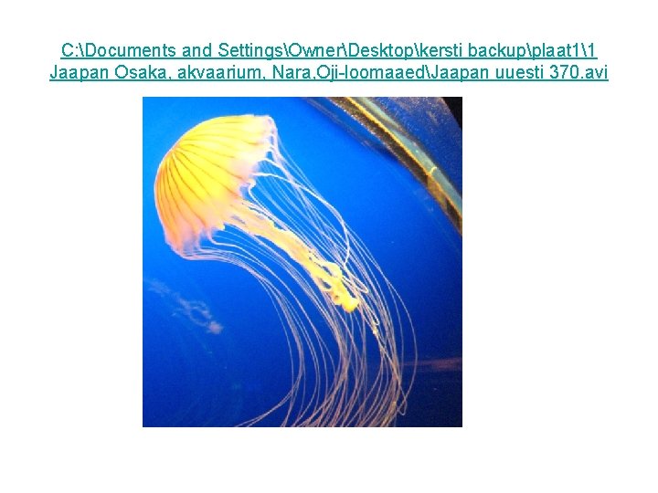 C: Documents and SettingsOwnerDesktopkersti backupplaat 11 Jaapan Osaka, akvaarium, Nara, Oji-loomaaedJaapan uuesti 370. avi C: Documents and SettingsOwnerDesktopkersti backupplaat 11 Jaapan Osaka, akvaarium, Nara, Oji-loomaaedJaapan uuesti 370. avi
