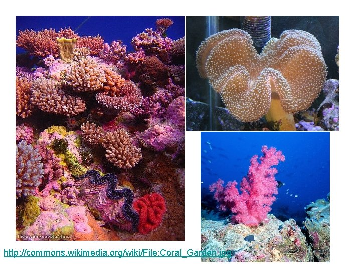http: //commons. wikimedia. org/wiki/File: Coral_Garden. jpg http: //commons. wikimedia. org/wiki/File: Coral_Garden. jpg