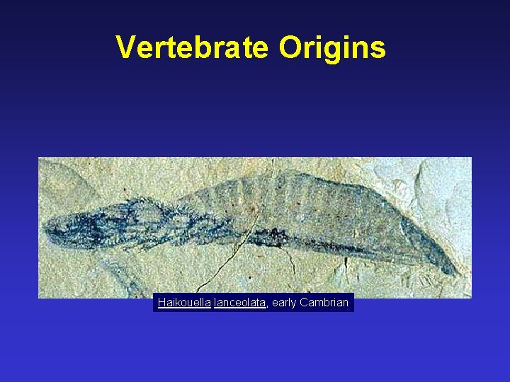 Vertebrate Origins Haikouella lanceolata, early Cambrian 