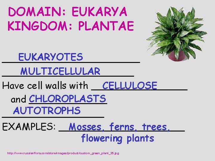 DOMAIN: EUKARYA KINGDOM: PLANTAE EUKARYOTES ____________ MULTICELLULAR ___________ CELLULOSE Have cell walls with ________