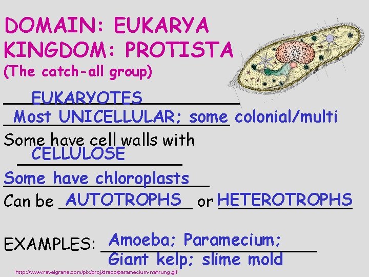 DOMAIN: EUKARYA KINGDOM: PROTISTA (The catch-all group) ____________ EUKARYOTES Most UNICELLULAR; some colonial/multi ___________