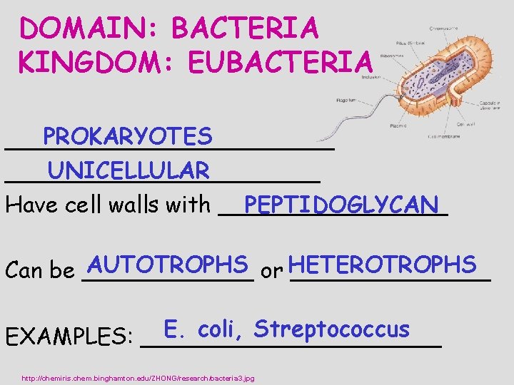 DOMAIN: BACTERIA KINGDOM: EUBACTERIA PROKARYOTES ____________ UNICELLULAR ___________ PEPTIDOGLYCAN Have cell walls with ________