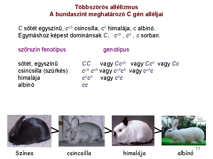 Többszörös allélizmus A bundaszínt meghatározó C gén alléljai C sötét egyszínű, cch csincsilla, ch