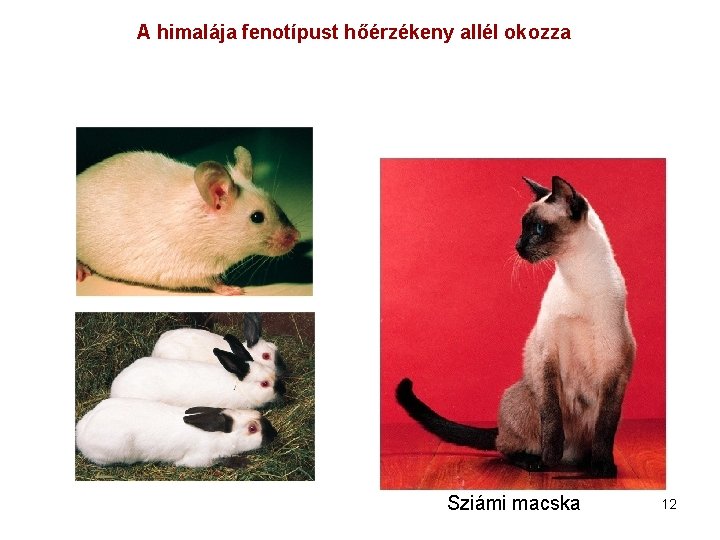 A himalája fenotípust hőérzékeny allél okozza Sziámi macska 12 