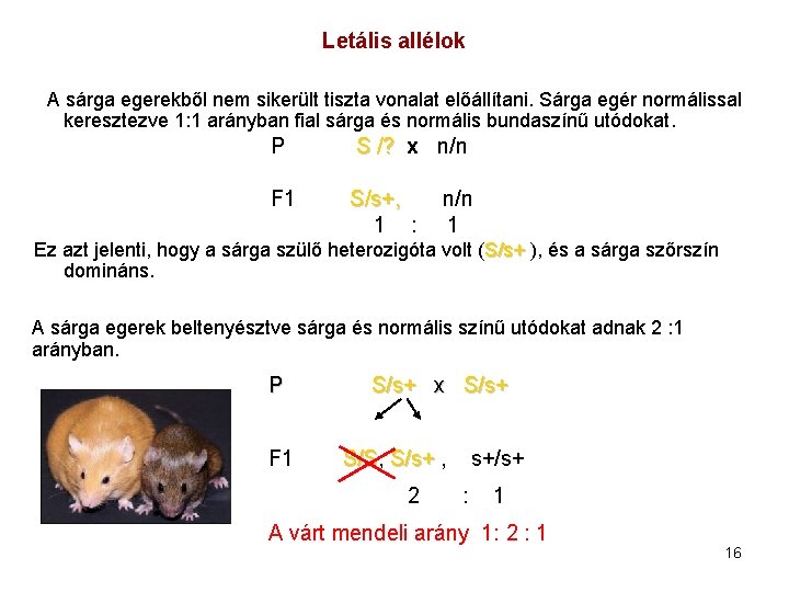 Letális allélok A sárga egerekből nem sikerült tiszta vonalat előállítani. Sárga egér normálissal keresztezve