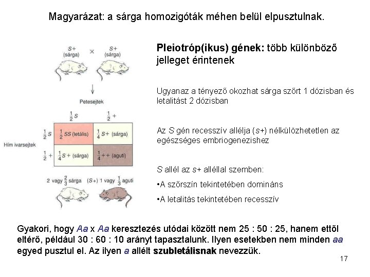 Magyarázat: a sárga homozigóták méhen belül elpusztulnak. Pleiotróp(ikus) gének: több különböző jelleget érintenek Ugyanaz