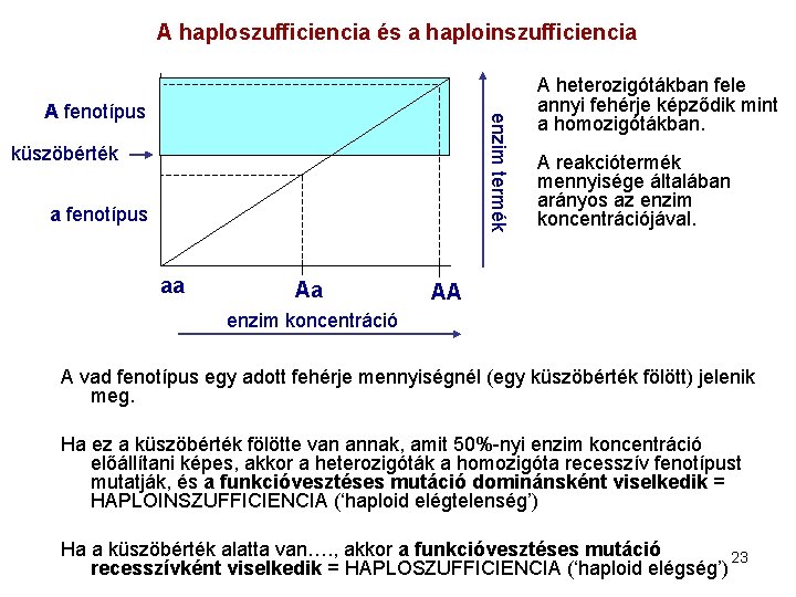 A haploszufficiencia és a haploinszufficiencia enzim termék A fenotípus küszöbérték a fenotípus aa Aa