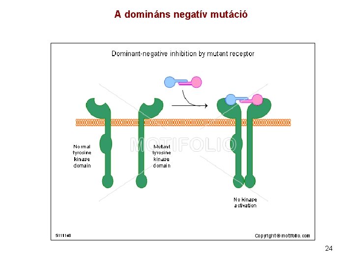 A domináns negatív mutáció 24 