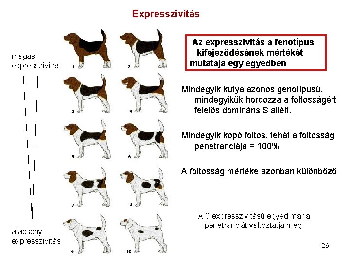Expresszivitás magas expresszivitás Az expresszivitás a fenotípus kifejeződésének mértékét mutataja egyedben Mindegyik kutya azonos