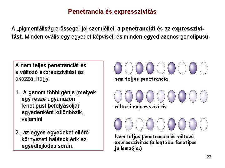 Penetrancia és expresszivitás A „pigmentáltság erőssége” jól szemlélteti a penetranciát és az expresszivitást. Minden