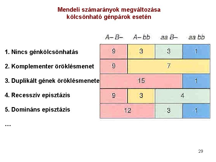 Mendeli számarányok megváltozása kölcsönható génpárok esetén 1. Nincs génkölcsönhatás 2. Komplementer öröklésmenet 3. Duplikált