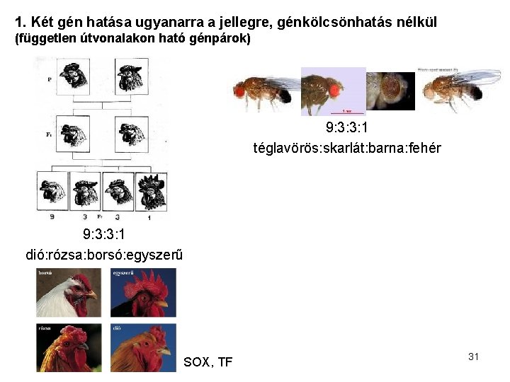 1. Két gén hatása ugyanarra a jellegre, génkölcsönhatás nélkül (független útvonalakon ható génpárok) 9: