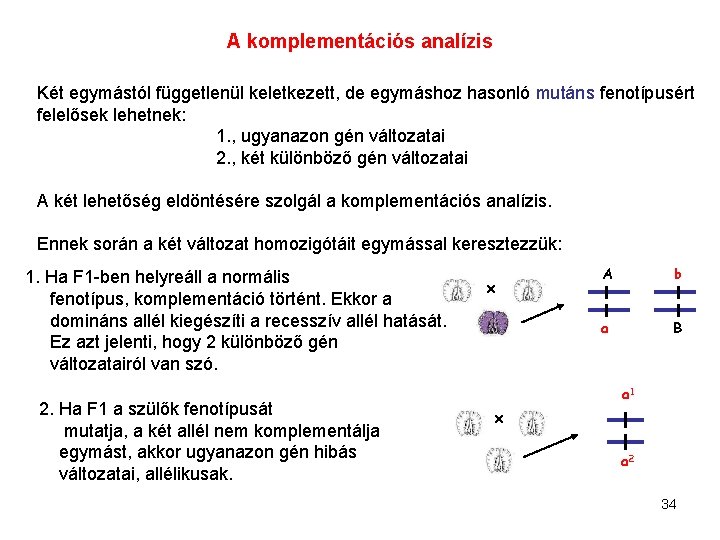 A komplementációs analízis Két egymástól függetlenül keletkezett, de egymáshoz hasonló mutáns fenotípusért felelősek lehetnek: