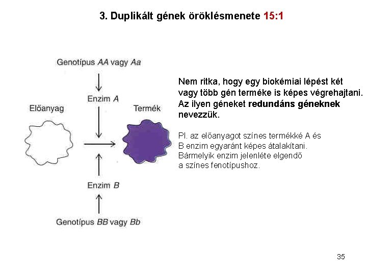 3. Duplikált gének öröklésmenete 15: 1 Nem ritka, hogy egy biokémiai lépést két vagy