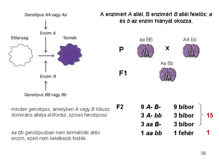 A enzimért A allél, B enzimért B allél felelős; a és b az enzim