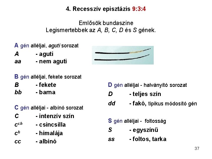 4. Recesszív episztázis 9: 3: 4 Emlősök bundaszíne Legismertebbek az A, B, C, D