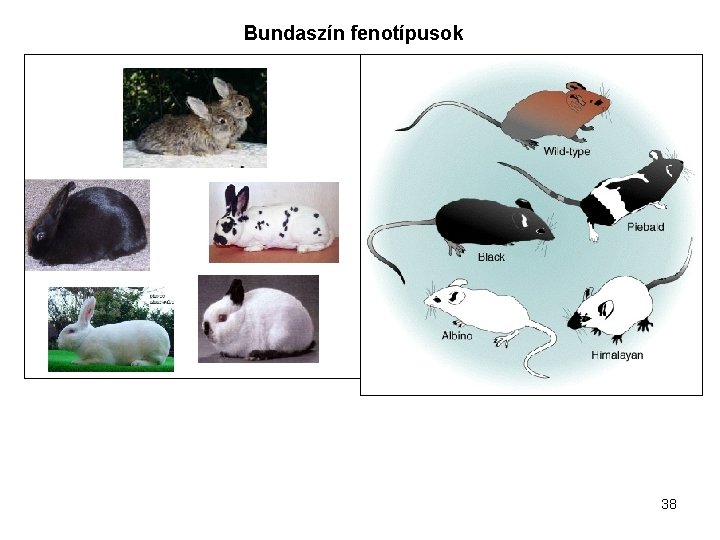 Bundaszín fenotípusok 38 