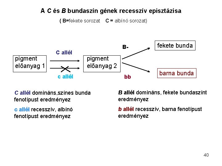 A C és B bundaszín gének recesszív episztázisa ( B=fekete sorozat pigment előanyag 1