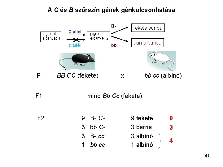 A C és B szőrszín gének génkölcsönhatása pigment előanyag 1 C allél BB CC