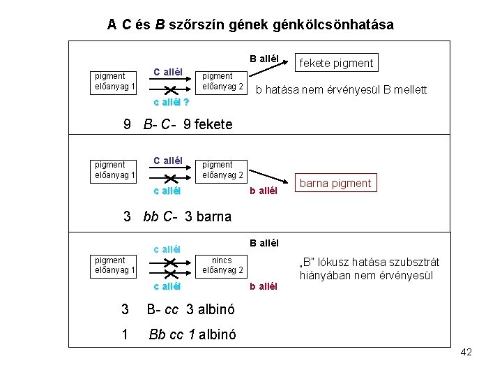 A C és B szőrszín gének génkölcsönhatása B allél pigment előanyag 1 C allél