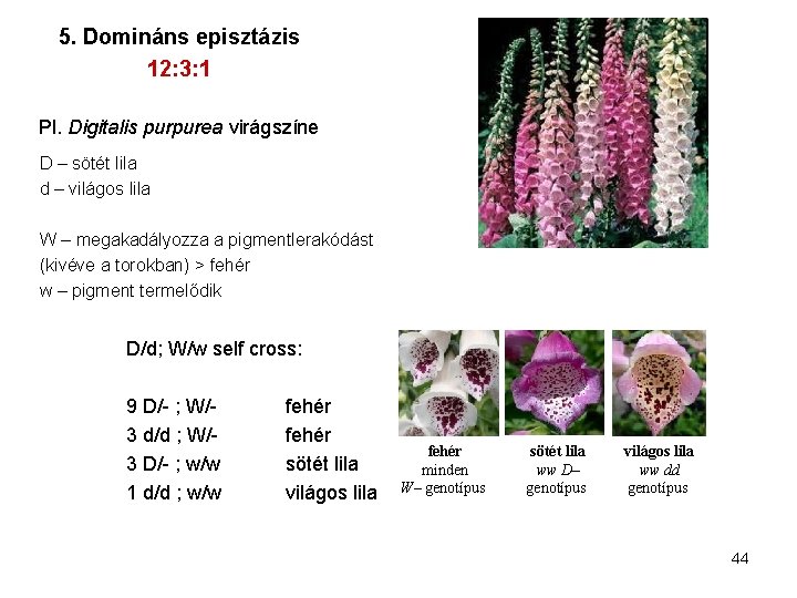 5. Domináns episztázis 12: 3: 1 Pl. Digitalis purpurea virágszíne D – sötét lila