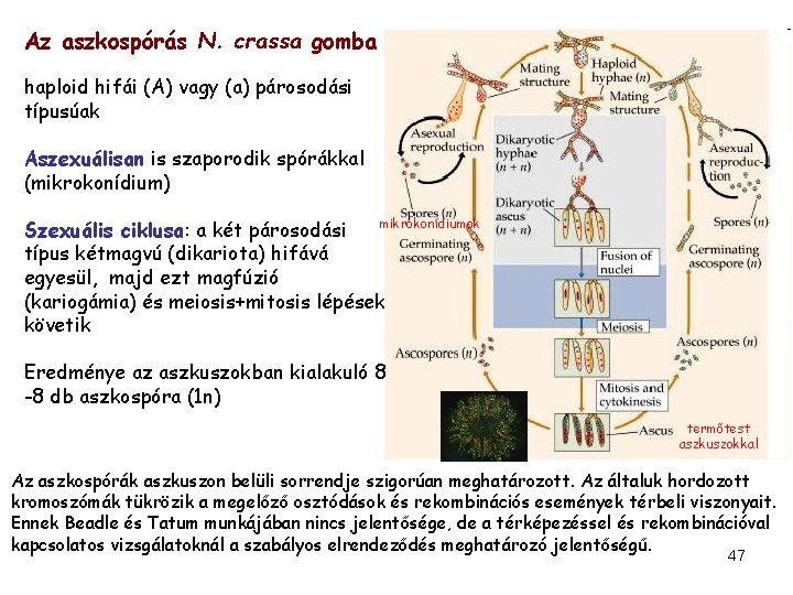 Az aszkospórás N. crassa gomba haploid hifái (A) vagy (a) párosodási típusúak Aszexuálisan is