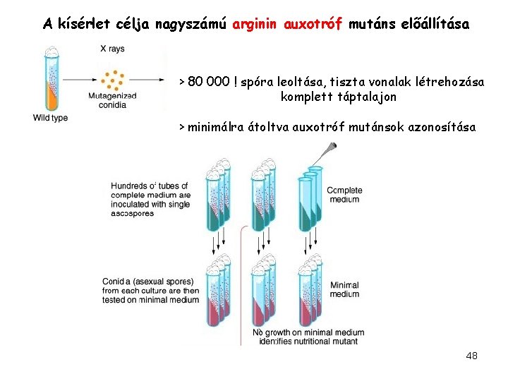 A kísérlet célja nagyszámú arginin auxotróf mutáns előállítása > 80 000 ! spóra leoltása,