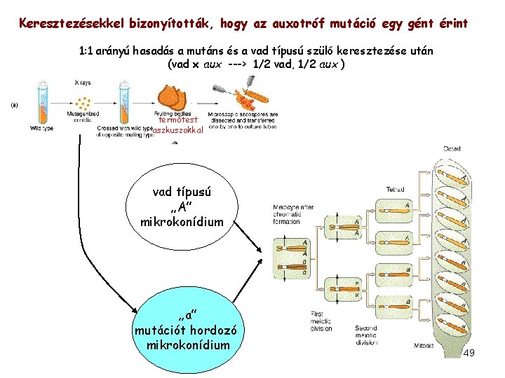 Keresztezésekkel bizonyították, hogy az auxotróf mutáció egy gént érint 1: 1 arányú hasadás a