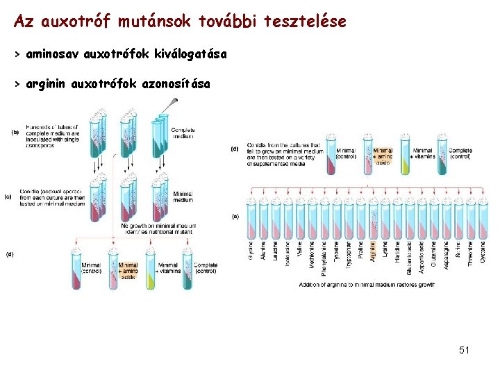 Az auxotróf mutánsok további tesztelése > aminosav auxotrófok kiválogatása > arginin auxotrófok azonosítása 51