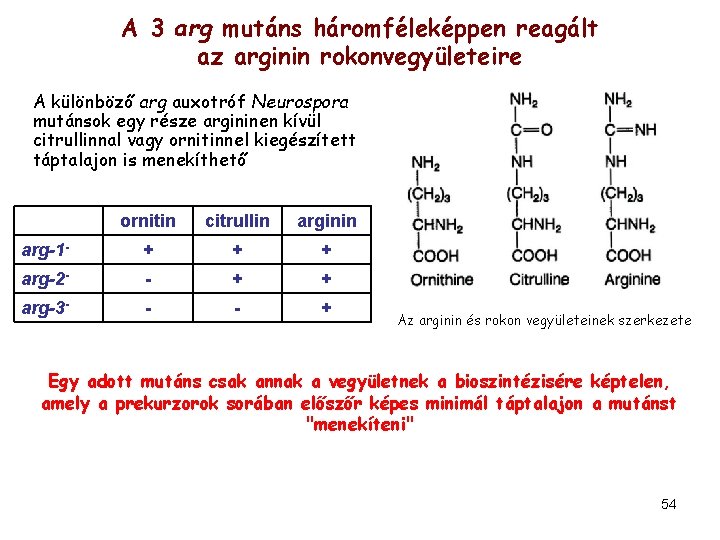 A 3 arg mutáns háromféleképpen reagált az arginin rokonvegyületeire A különböző arg auxotróf Neurospora