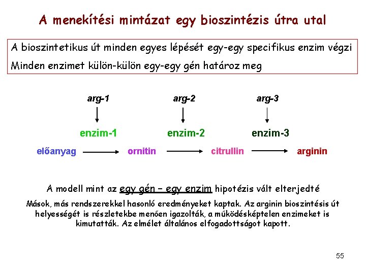 A menekítési mintázat egy bioszintézis útra utal A bioszintetikus út minden egyes lépését egy-egy