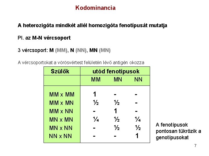 Kodominancia A heterozigóta mindkét allél homozigóta fenotípusát mutatja Pl. az M-N vércsoport 3 vércsoport: