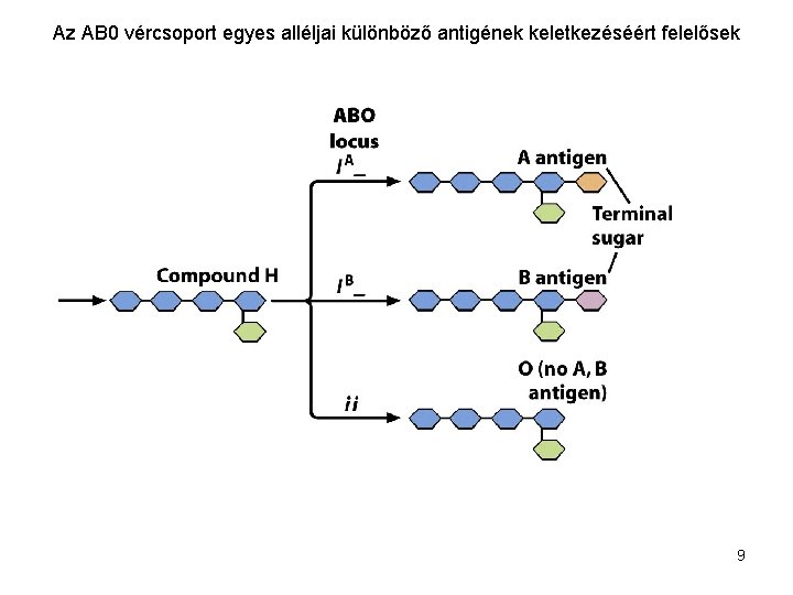 Az AB 0 vércsoport egyes alléljai különböző antigének keletkezéséért felelősek 9 